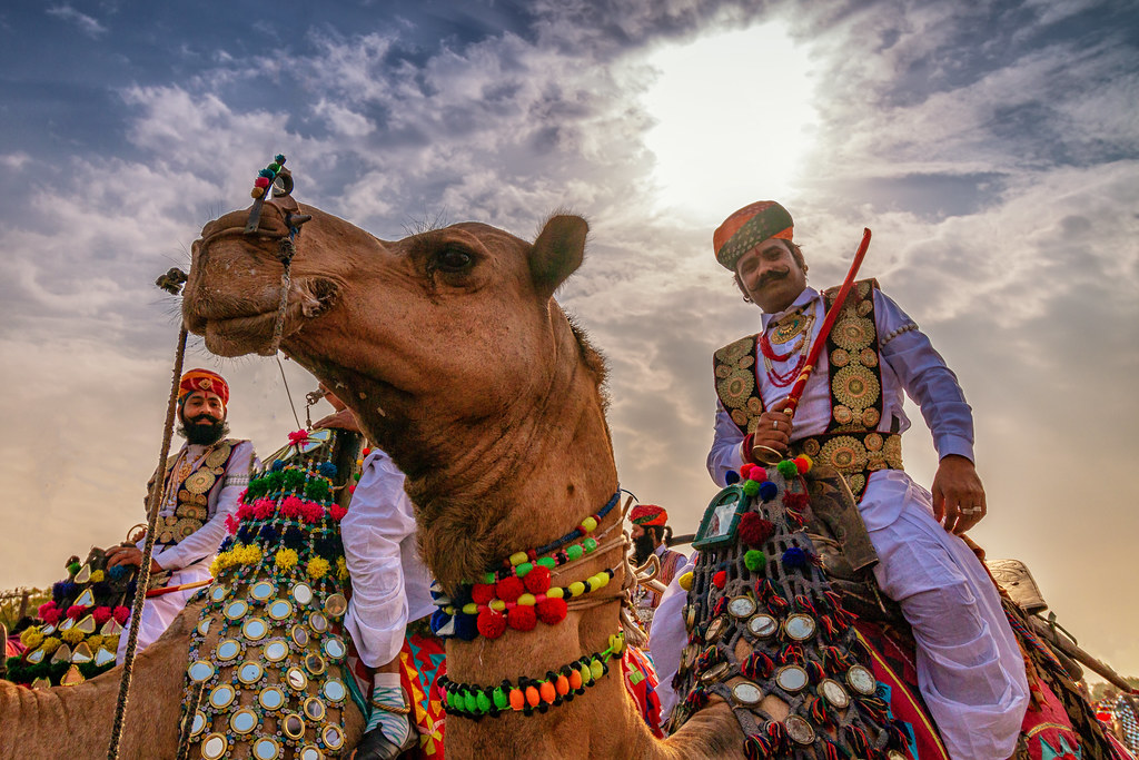 Decorated camel and rider at Bikaner Camel Festival