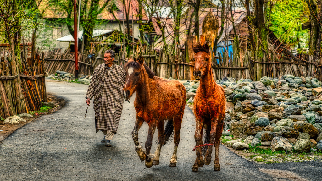 A Kashmiri man leading two horses along a village lane lined with wooden fences