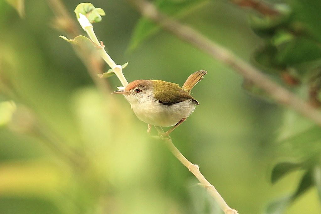 Common tailorbird perched on a branch in the Munnar hills
