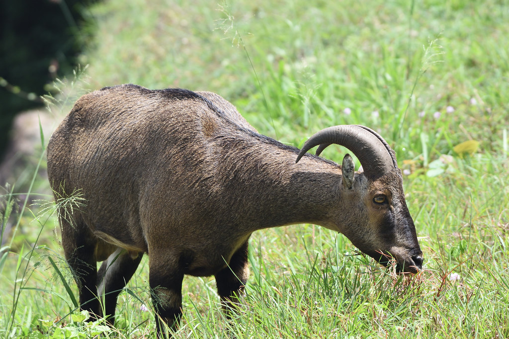 Nilgiri tahr grazing on the grasslands of Eravikulam National Park, Munnar