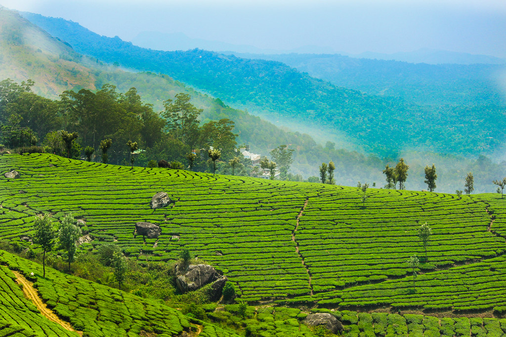 Tea plantation terraces rolling across the hills of Munnar with morning mist