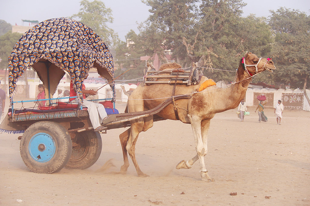 A decorated camel pulling a canopied cart across the dusty fairground at the Pushkar Camel Fair