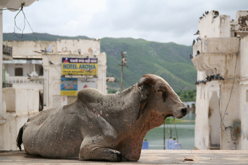 A sacred bull resting on the ghats above Pushkar Lake, green Aravalli hills rising in the background