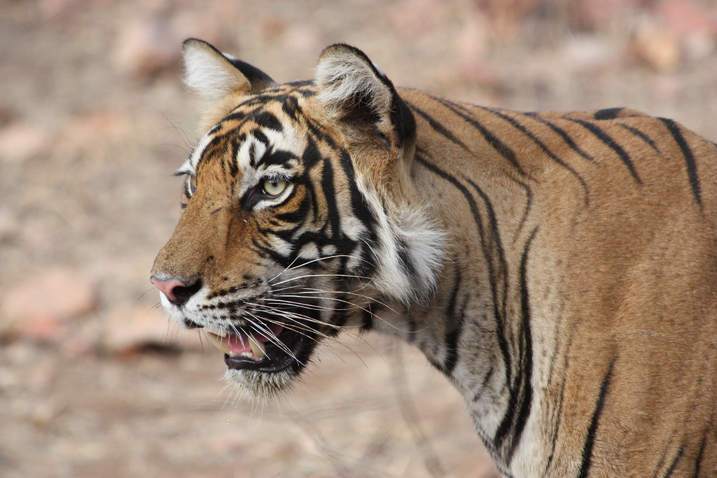 Bengal tiger, Ranthambore National Park