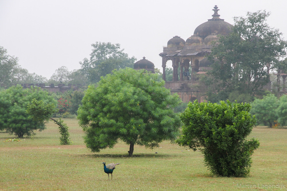Ranthambore