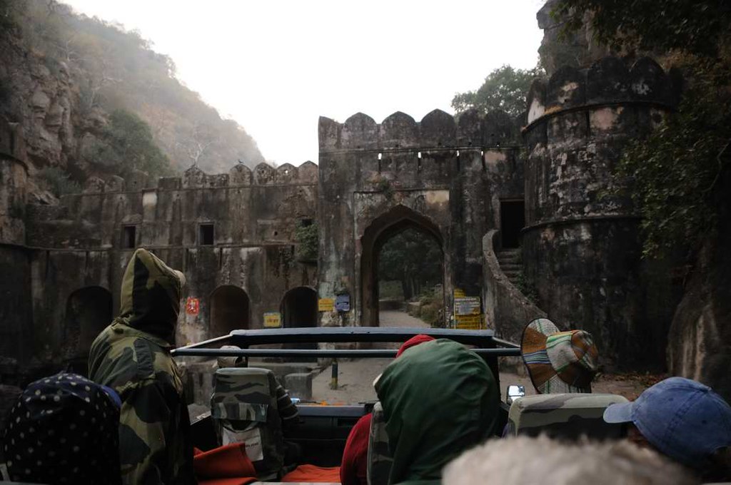 Jeep safari passing through the ancient Ranthambore Fort gate