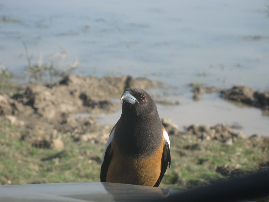 Rufous treepie perched on a safari vehicle, Ranthambore
