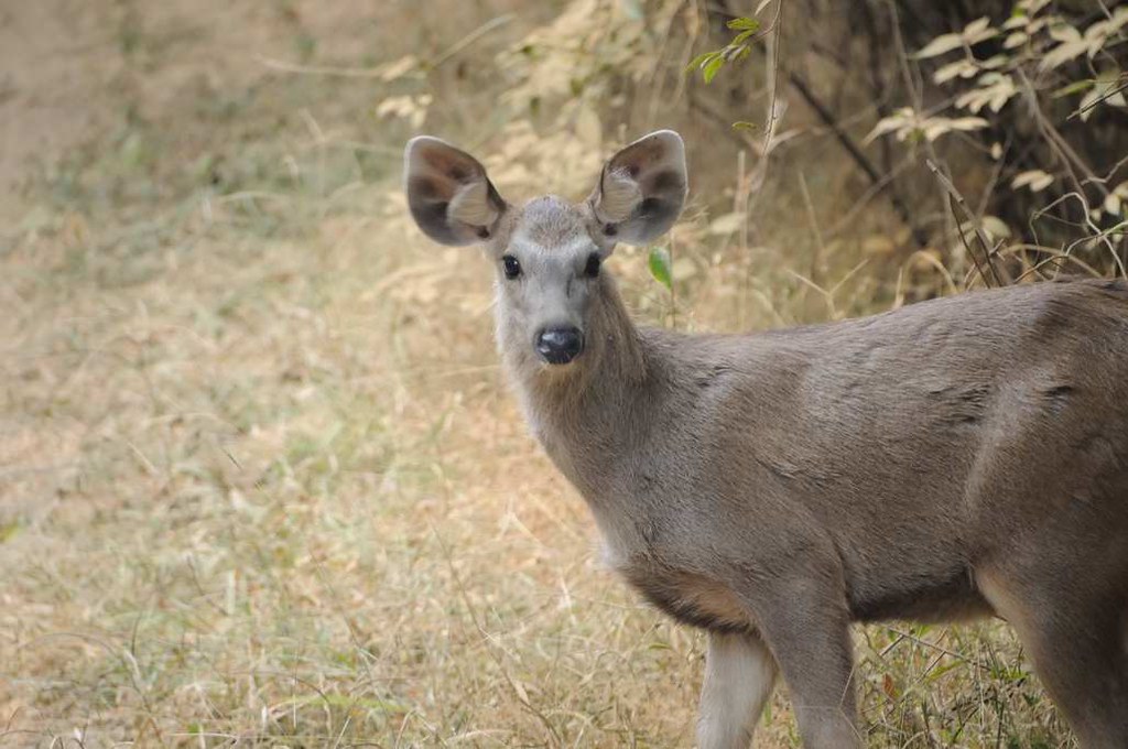 Sambar deer close-up in the forest, Ranthambore