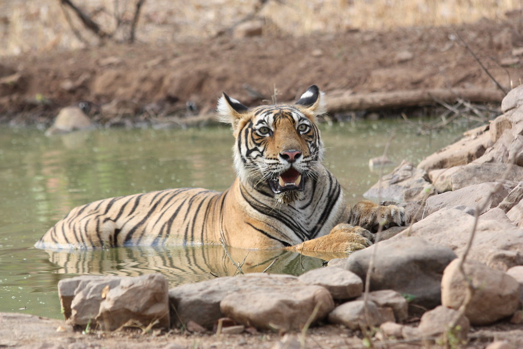 Bengal tiger cooling in a waterhole, Ranthambore